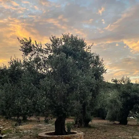 Faos Ii *